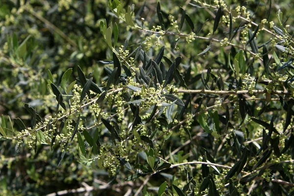 Olives Bloom Ripen City Park Northern Israel — Stock Photo, Image