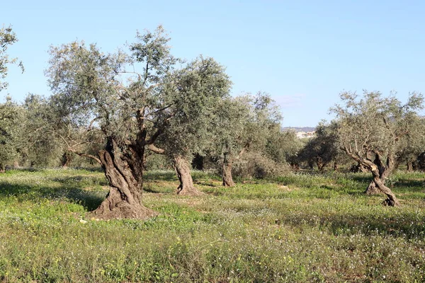 Oliwki Kwitną Dojrzewają Parku Miejskim Północnym Izraelu — Zdjęcie stockowe