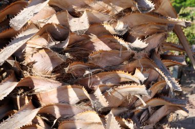 Ahşap ve ahşap ürünlerin dokusu. İplikler karakteristik ahşap tanecikleri oluşturuyor. 