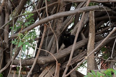 Ahşap ve ahşap ürünlerin dokusu. İplikler karakteristik ahşap tanecikleri oluşturuyor. 