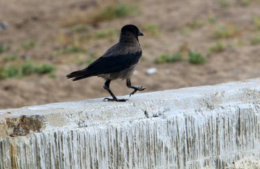 Kuzey İsrail 'deki Haçlılar ve Hastahaneciler' in antik bir kalesinin kale harabeleri. 
