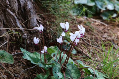 İsrail 'in kuzeyindeki bir şehir parkında kayaların üzerinde beyaz siklamenler yetişiyor. 