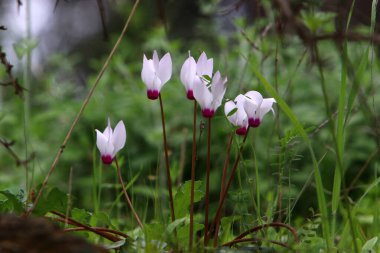 İsrail 'in kuzeyindeki bir şehir parkında kayaların üzerinde beyaz siklamenler yetişiyor. 