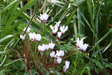 İsrail 'in kuzeyindeki bir şehir parkında kayaların üzerinde beyaz siklamenler yetişiyor. 