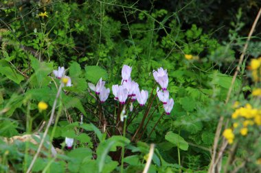 İsrail 'in kuzeyindeki bir şehir parkında kayaların üzerinde beyaz siklamenler yetişiyor. 