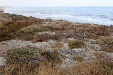 İsrail devletinin kuzeyinde Akdeniz 'in ıssız kıyıları 