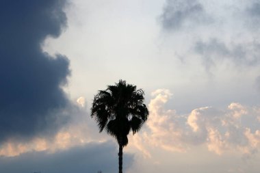 Bulutlu bir gökyüzünün ardından da hurma ağaçları... Gündoğumu ve İsrail 'de yeni bir yaz gününün başlangıcı 