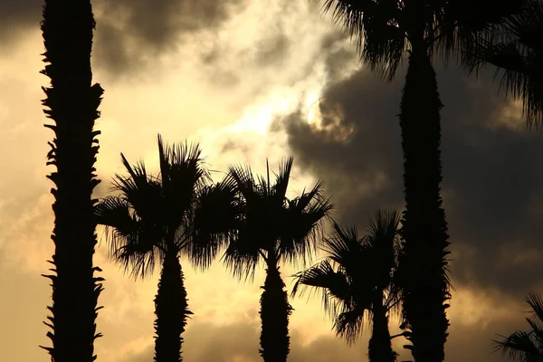 Дати Пальми Тлі Хмарного Неба Схід Сонця Початок Нового Літнього — стокове фото