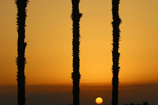 Palmas Data Fundo Céu Nublado Nascer Sol Início Novo Dia — Fotografia de Stock