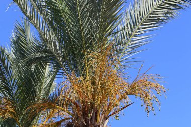 Bulutlu bir gökyüzünün ardından da hurma ağaçları... Gündoğumu ve İsrail 'de yeni bir yaz gününün başlangıcı 