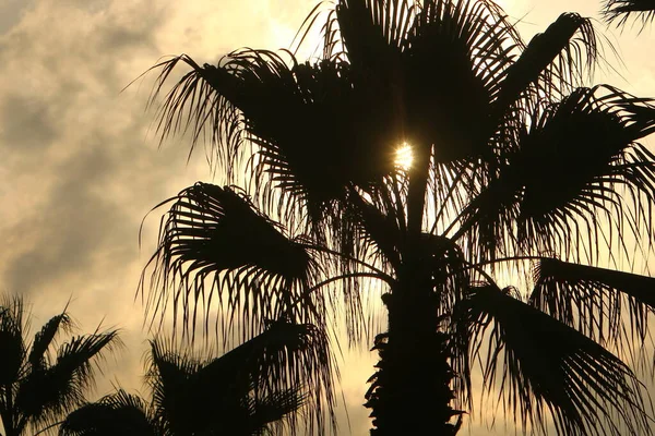 Palmeras Datileras Fondo Del Cielo Nublado Amanecer Comienzo Nuevo Día —  Fotos de Stock