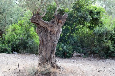 Kuzey İsrail 'de Akdeniz kıyılarındaki bir şehir parkındaki yaşlı ağaç kütüğü. 