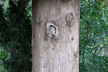 Kuzey İsrail 'de Akdeniz kıyılarındaki bir şehir parkındaki yaşlı ağaç kütüğü. 