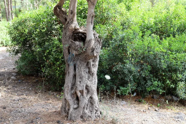 Velho Tronco Árvore Parque Cidade Nas Margens Mediterrâneo Norte Israel — Fotografia de Stock