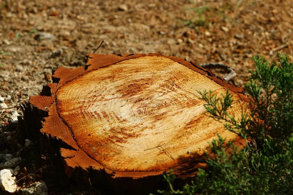 Tocón Árbol Viejo Parque Ciudad Las Orillas Del Mediterráneo Norte — Foto de Stock