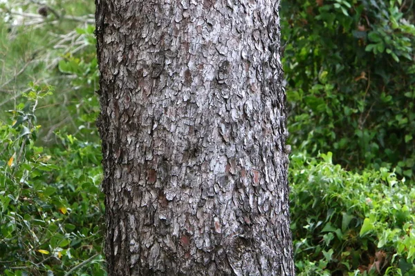 Tocón Árbol Viejo Parque Ciudad Las Orillas Del Mediterráneo Norte — Foto de Stock