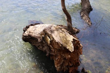 Kuzey İsrail 'de Akdeniz kıyılarındaki bir şehir parkındaki yaşlı ağaç kütüğü. 