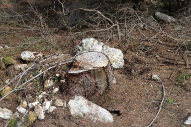 Kuzey İsrail 'de Akdeniz kıyılarındaki bir şehir parkındaki yaşlı ağaç kütüğü. 