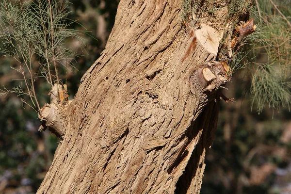 Kuzey Srail Akdeniz Kıyılarındaki Bir Şehir Parkındaki Yaşlı Ağaç Kütüğü — Stok fotoğraf