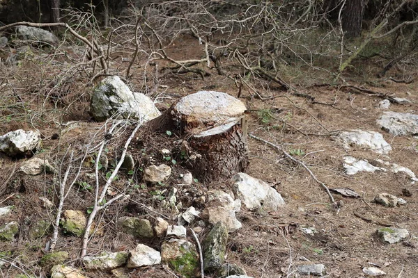 Vecchio Tronco Albero Parco Cittadino Sulle Rive Del Mediterraneo Nel — Foto Stock