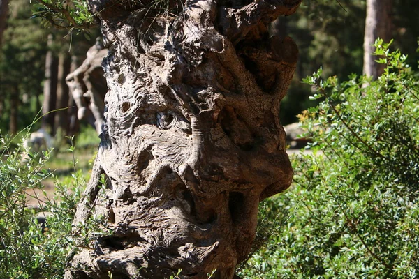 Alter Baumstumpf Einem Stadtpark Ufer Des Mittelmeers Norden Israels — Stockfoto