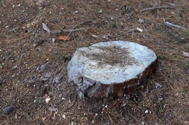 Kuzey İsrail 'de Akdeniz kıyılarındaki bir şehir parkındaki yaşlı ağaç kütüğü. 