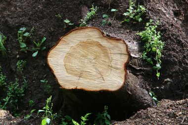 Kuzey İsrail 'de Akdeniz kıyılarındaki bir şehir parkındaki yaşlı ağaç kütüğü. 