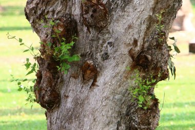 Kuzey İsrail 'de Akdeniz kıyılarındaki bir şehir parkındaki yaşlı ağaç kütüğü. 
