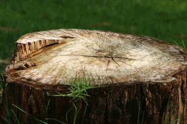 Kuzey İsrail 'de Akdeniz kıyılarındaki bir şehir parkındaki yaşlı ağaç kütüğü. 