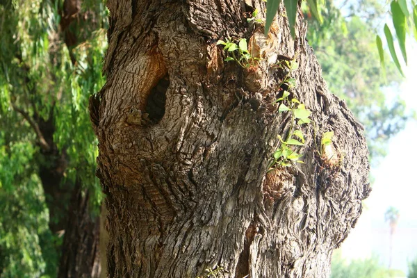 Παλιό Κούτσουρο Δέντρο Ένα Πάρκο Της Πόλης Στις Ακτές Της — Φωτογραφία Αρχείου