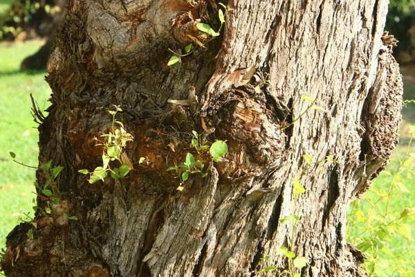 Old Tree Stump City Park Shores Mediterranean Northern Israel — Stock Photo, Image