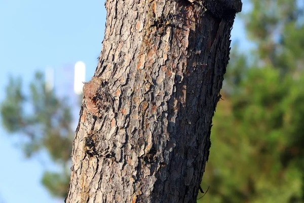 Tocón Árbol Viejo Parque Ciudad Las Orillas Del Mediterráneo Norte —  Fotos de Stock