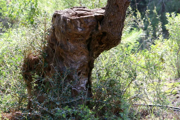 Vecchio Tronco Albero Parco Cittadino Sulle Rive Del Mediterraneo Nel — Foto Stock