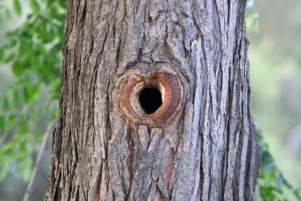 Vieux Tronc Arbre Dans Parc Urbain Sur Les Rives Méditerranée — Photo