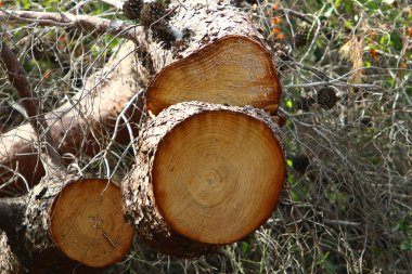 Kuzey İsrail 'de Akdeniz kıyılarındaki bir şehir parkındaki yaşlı ağaç kütüğü. 