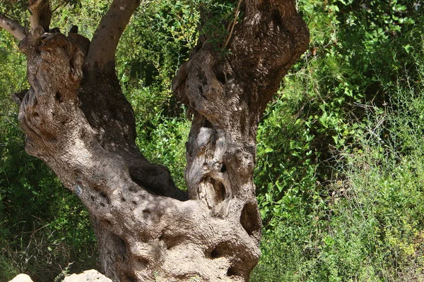 Velho Tronco Árvore Parque Cidade Nas Margens Mediterrâneo Norte Israel — Fotografia de Stock