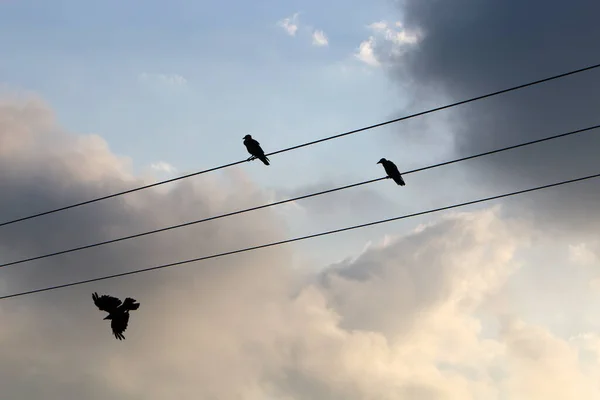 Fåglar Sitta Elektriska Ledningar Mot Bakgrund Molnig Himmel — Stockfoto