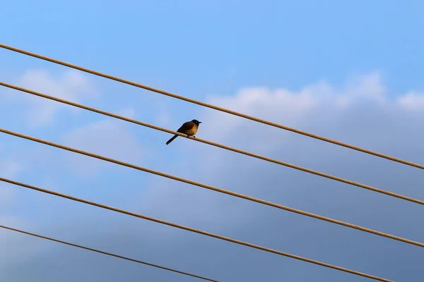 Vögel Sitzen Auf Stromdrähten Vor Dem Hintergrund Eines Bewölkten Himmels — Stockfoto