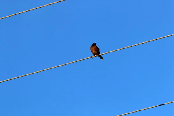 Vögel Sitzen Auf Stromdrähten Vor Dem Hintergrund Eines Bewölkten Himmels — Stockfoto