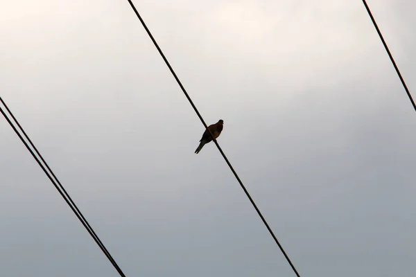 Fugle Sidder Elektriske Ledninger Baggrund Overskyet Himmel - Stock-foto