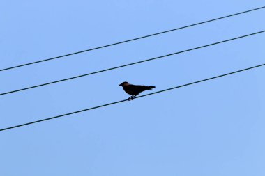 Kuşlar bulutlu bir gökyüzünün arka planında elektrik kablolarının üzerinde otururlar. 