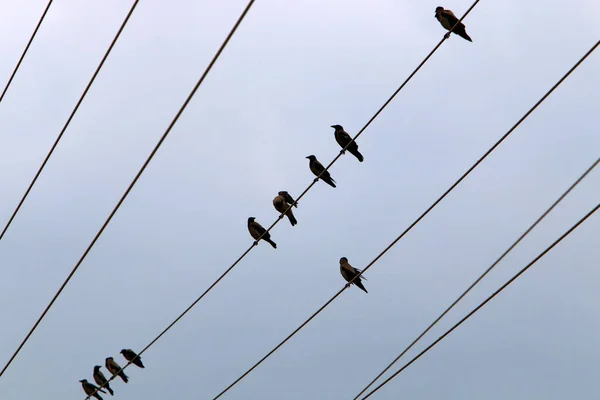 Oiseaux Assis Sur Des Fils Électriques Sur Fond Ciel Nuageux — Photo