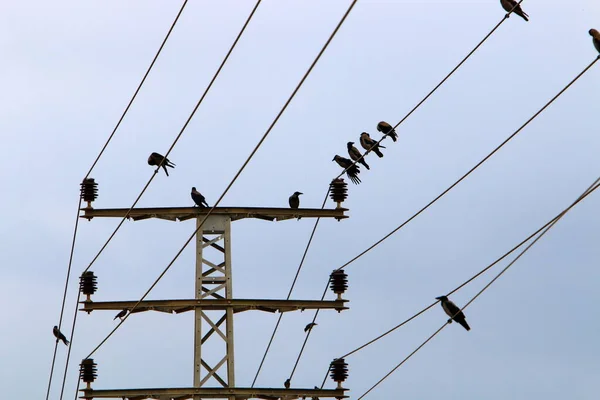 Ptaki Siedzą Przewodach Elektrycznych Tle Zachmurzonego Nieba — Zdjęcie stockowe