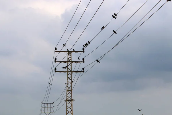 Birds Sit Electric Wires Background Cloudy Sky — Stock Photo, Image