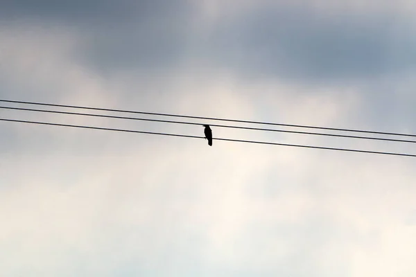 Vogels Zitten Elektrische Draden Tegen Achtergrond Van Een Bewolkte Lucht — Stockfoto