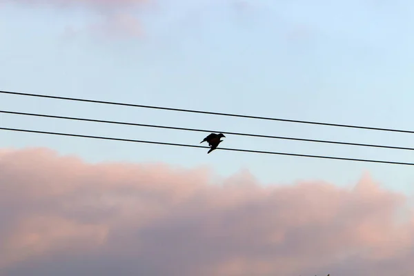 Pájaros Sientan Cables Eléctricos Sobre Fondo Cielo Nublado — Foto de Stock