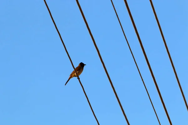Vögel Sitzen Auf Stromdrähten Vor Dem Hintergrund Eines Bewölkten Himmels — Stockfoto