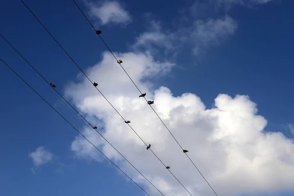 Pájaros Sientan Cables Eléctricos Sobre Fondo Cielo Nublado — Foto de Stock