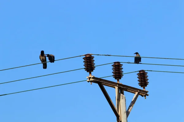 鸟儿在阴天的背景下坐在电线上 — 图库照片