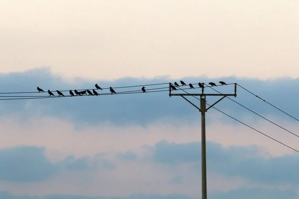 Ptaki Siedzą Przewodach Elektrycznych Tle Zachmurzonego Nieba — Zdjęcie stockowe